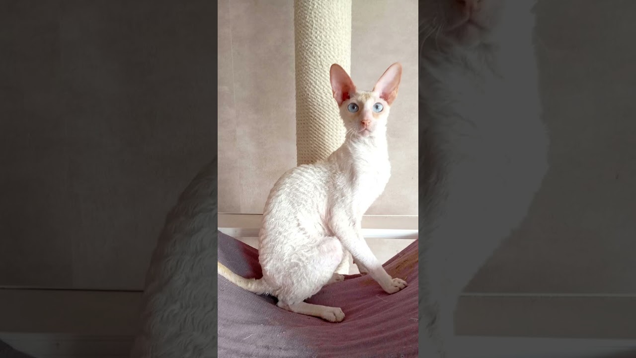 Ульян играет в кошачий трек