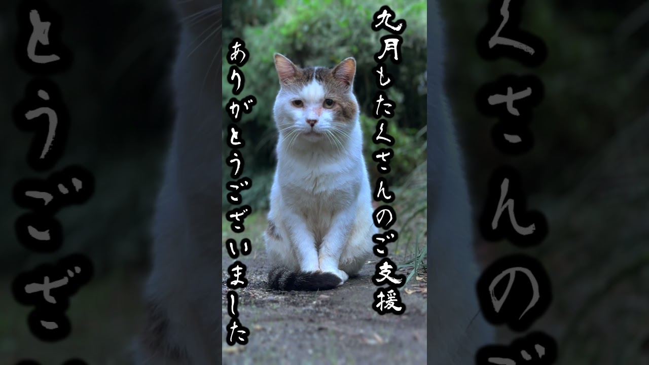 地域猫ブッチャーからのお礼   #地域猫 #shorts