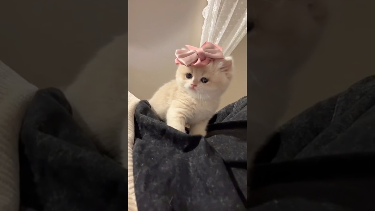 猫神様