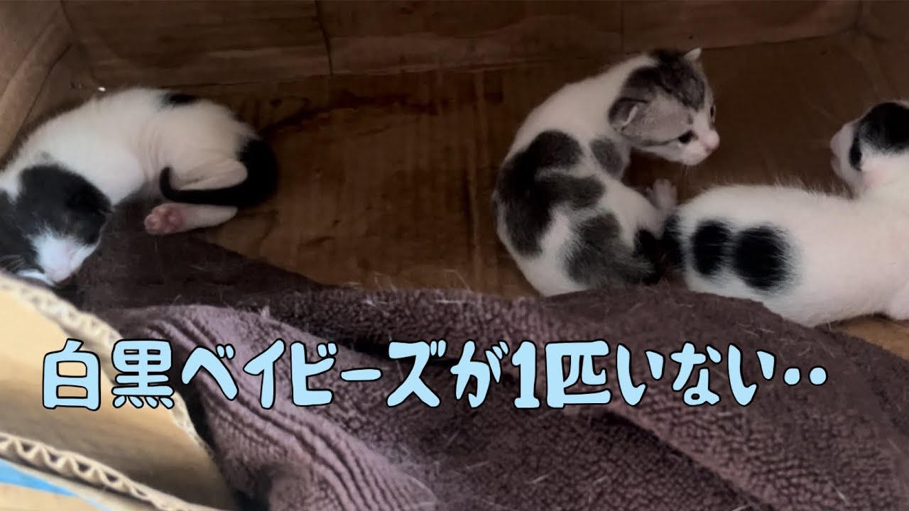【保護猫】子猫を探す