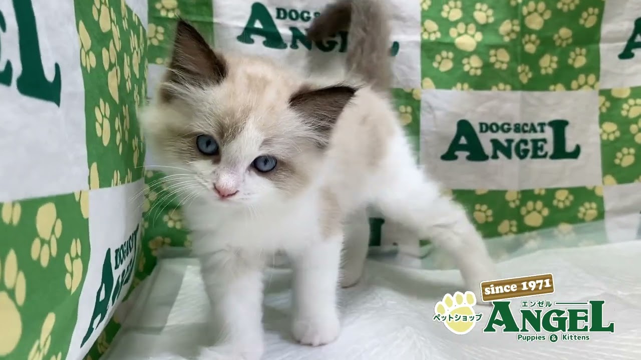 ラグドール 2409160 【ペットショップエンゼル　子犬・子猫販売】