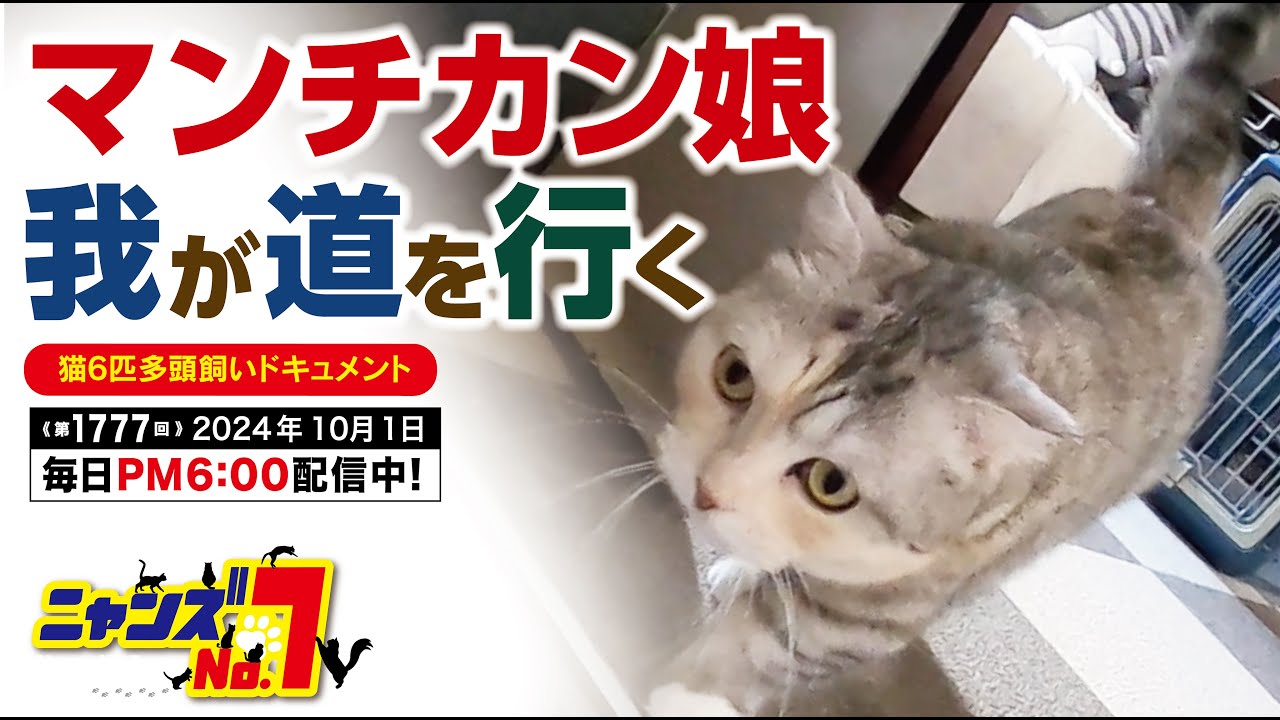 《第1777回》マンチカン娘 我が道を行く
