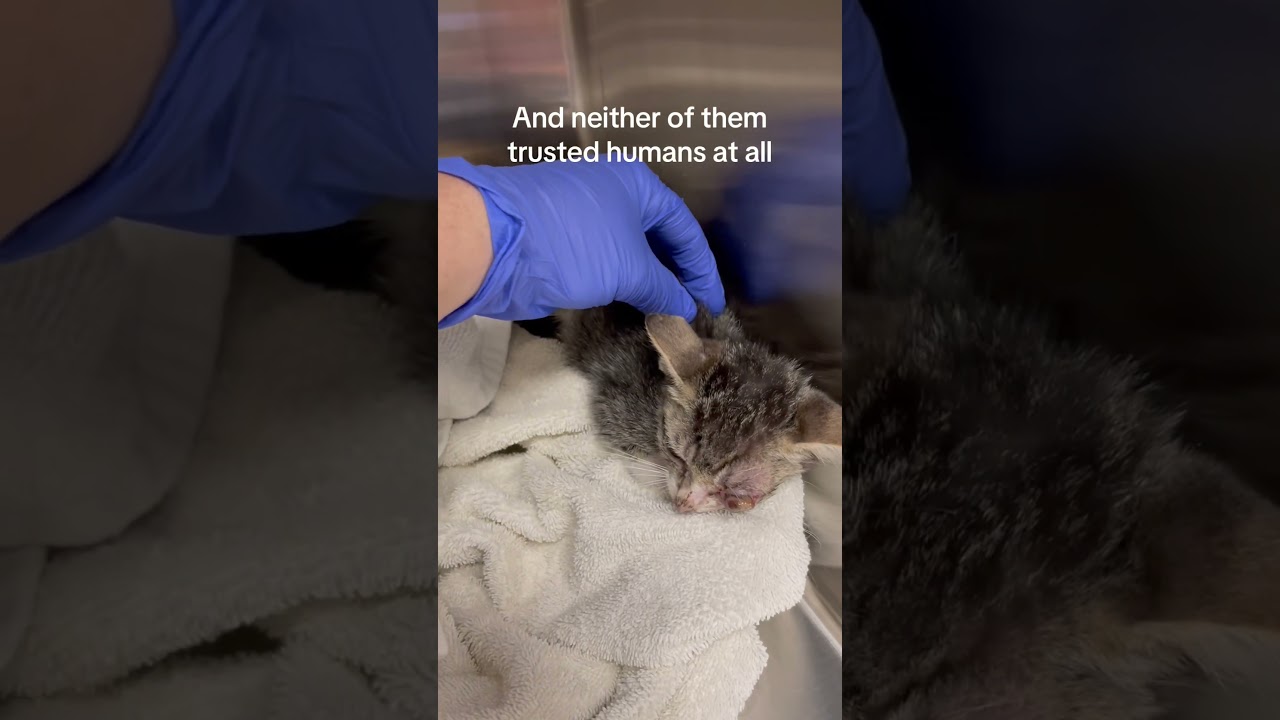 We couldn’t rescue kittens like Elmo and Snuffleupagus without your support! #kittenrescue #manx