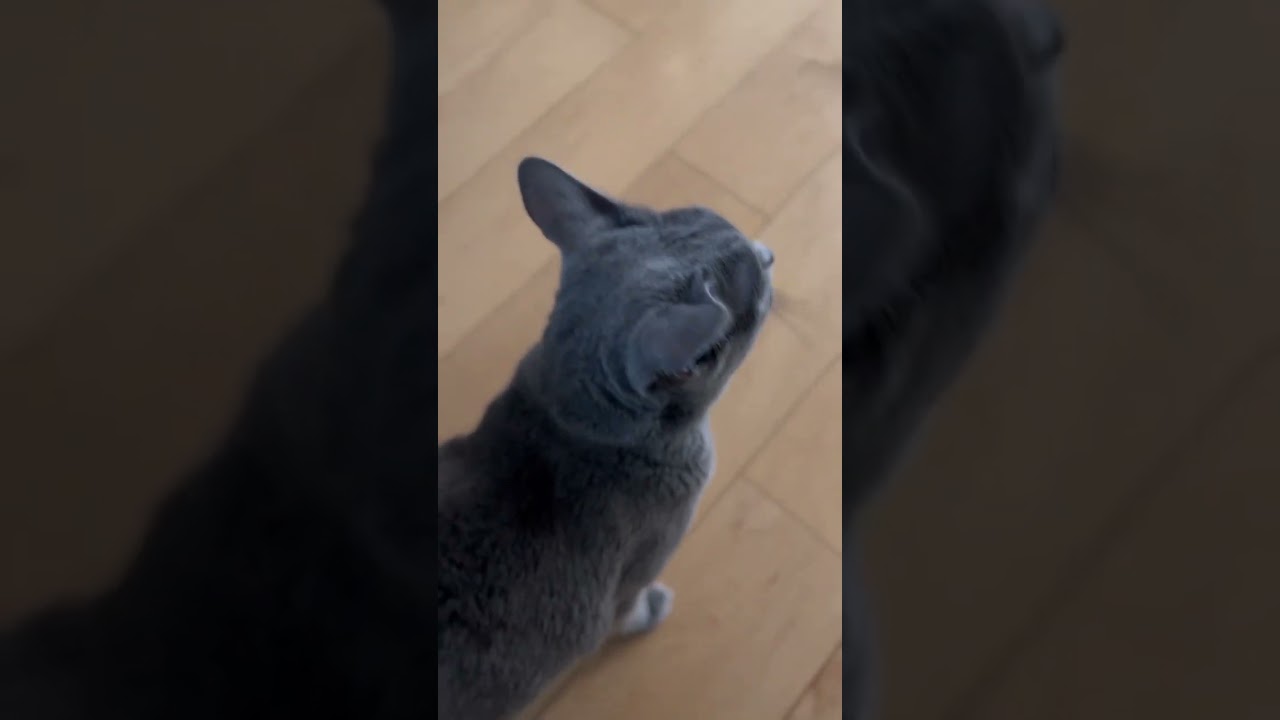 Riru #cat #kittan #kitten #kittin #cute #katten #cuteanimal #cutecat #kitton #catlover