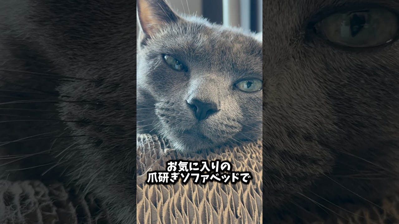 【ロシアンブルー】めろん〜爪研ぎソファでまったり🤗【猫】#shorts