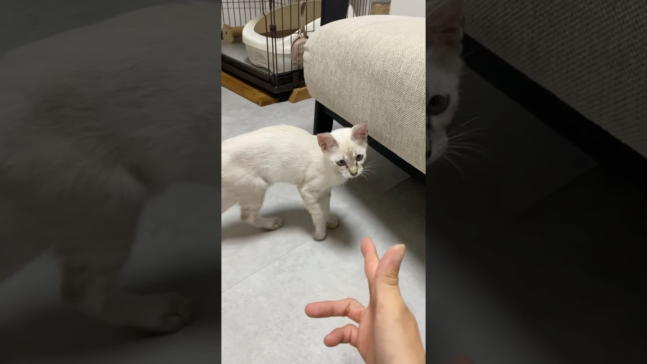 銃撃を逃れる猫　#元保護猫　#シャムトラ　#シャムミックス　#cat #猫耳 #kitten #シャムmix  #子猫 #猫耳