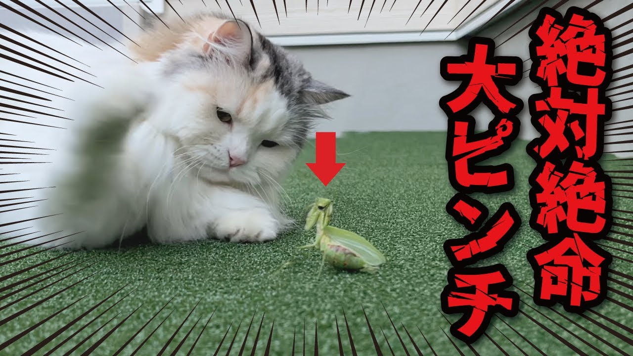 猫とカマキリが本気でケンカしたらこうなりました【関西弁でしゃべる猫】【猫アテレコ】