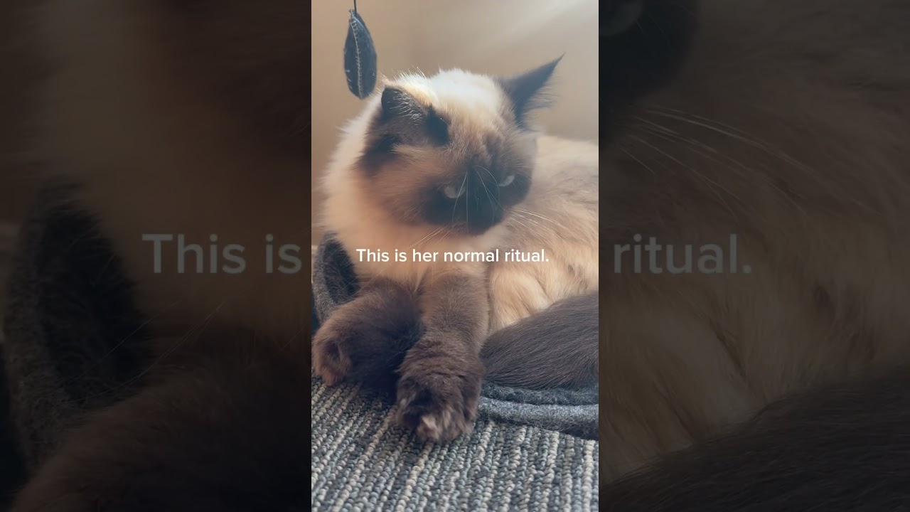 Play & Nap #subscribers #himalayancat #cat #kitten #shortvideo #cute #shorts #shortfeed #cutecat