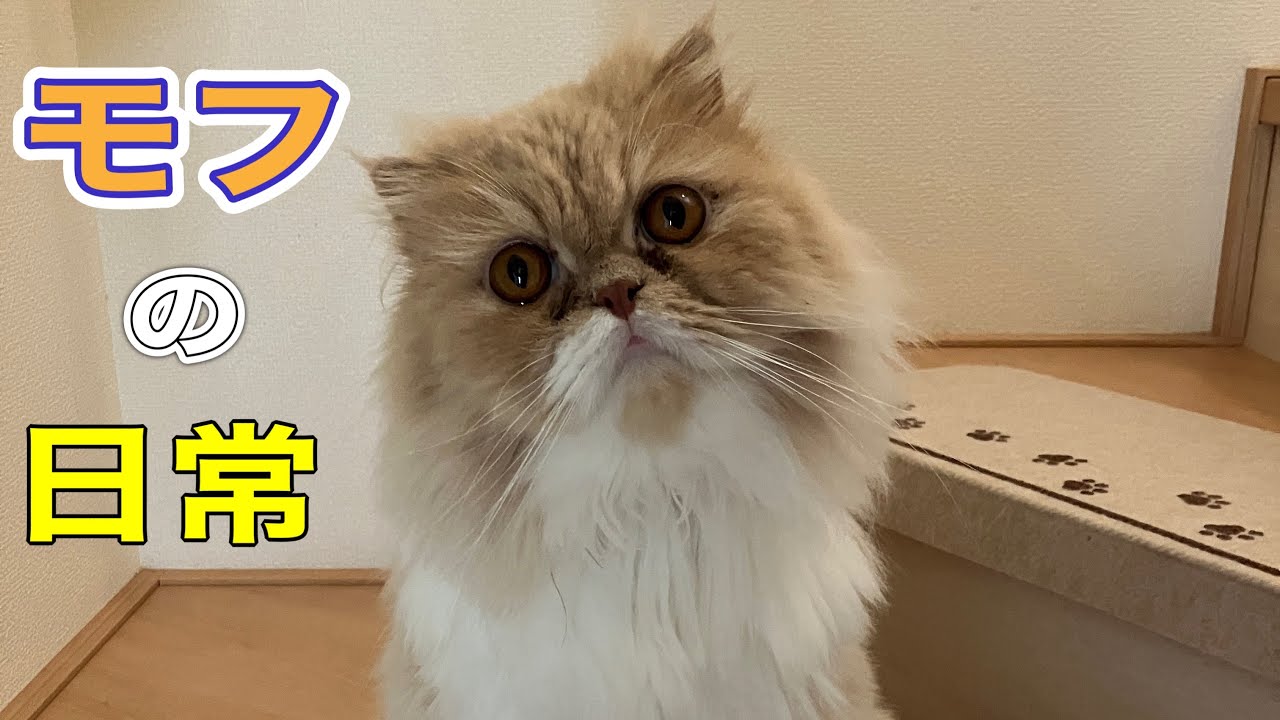 『猫動画』モフの日常　スコティッシュフォールドロングヘアー