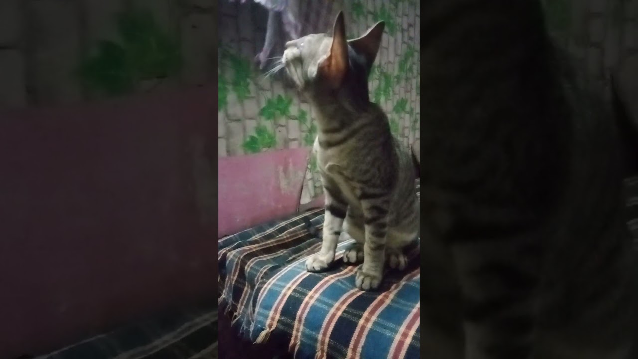 #shortvideo #cat #cuteanimal #catvideo #youtube #cutepet #pets #cuteanimals #cats #youtube #shorts