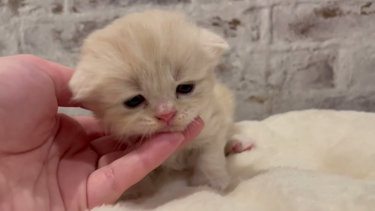 スコティッシュフォールド 真ん丸🩷甘えたアイドルボーイ🩷