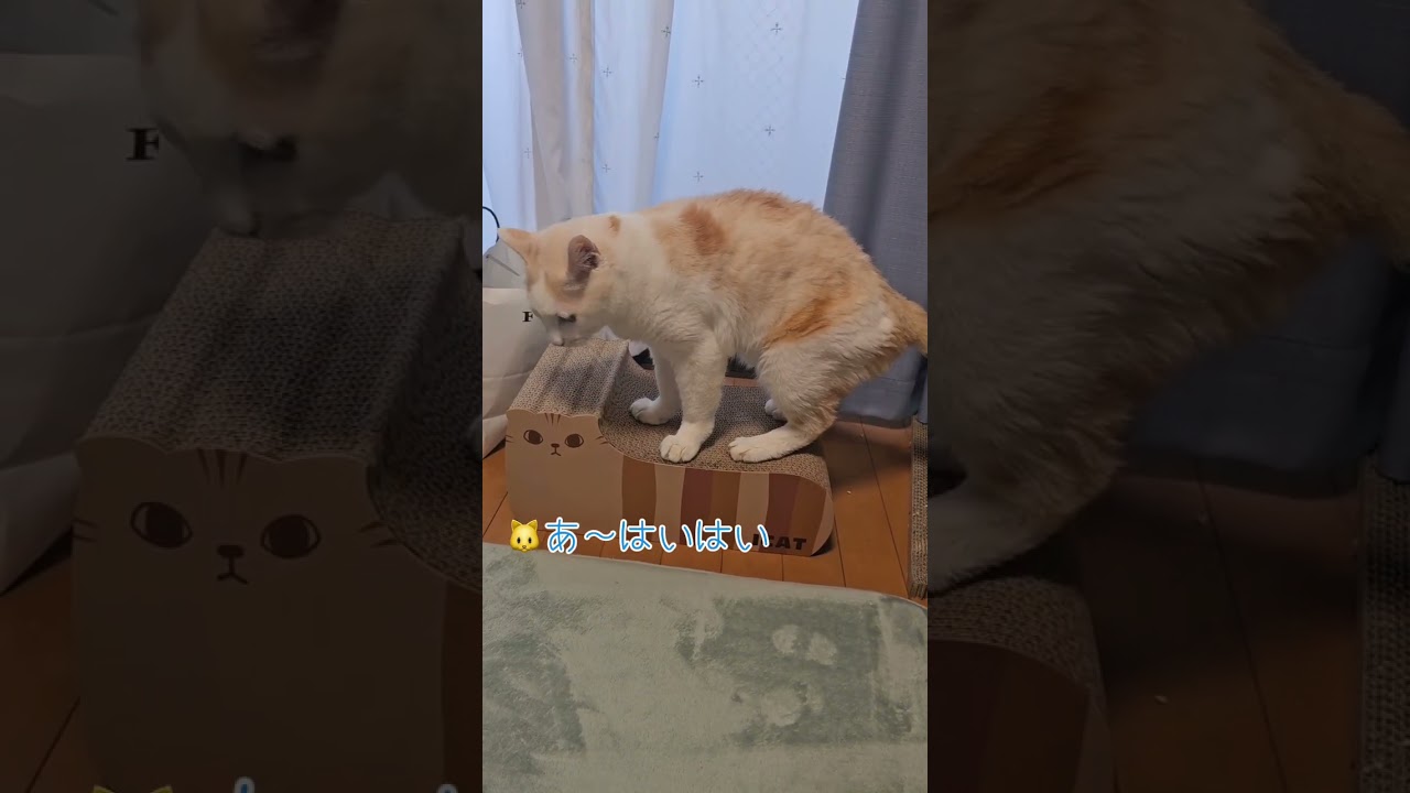 プレゼントした『爪研ぎ』に何とも言えぬ顔でケチをつける猫【病院猫のほっぺ太郎】#shorts