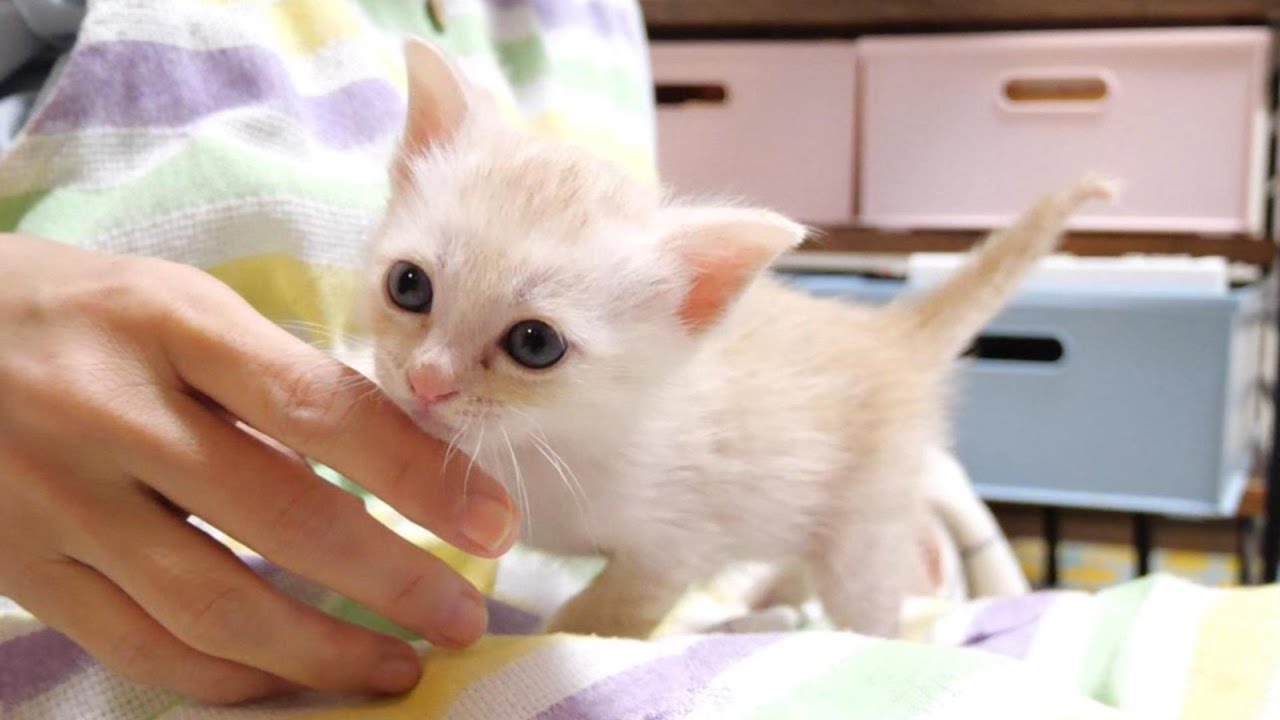 子猫はママの手にすり寄ってかわいくミルクをおねだりしました【赤ちゃん猫　保護猫】
