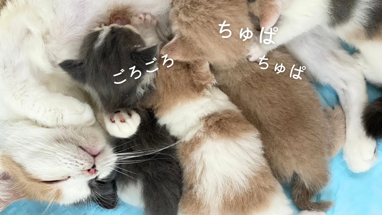 子猫が産まれたので、見学に行ってきた！マンチカンブリーダー