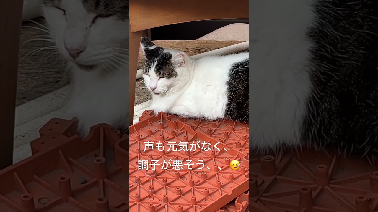 風邪ひいて体はダル重いけど食欲はある野良猫警備員🐱葵ちゃん