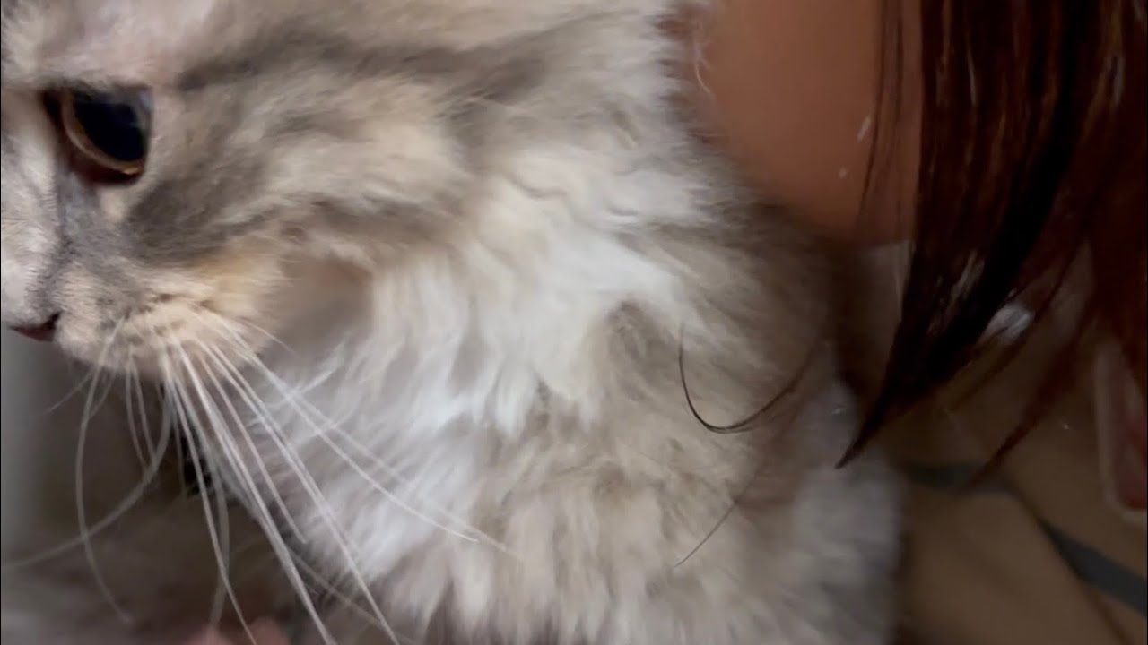 隙を見て幼児から猫吸いされる仔猫　サイベリアンら