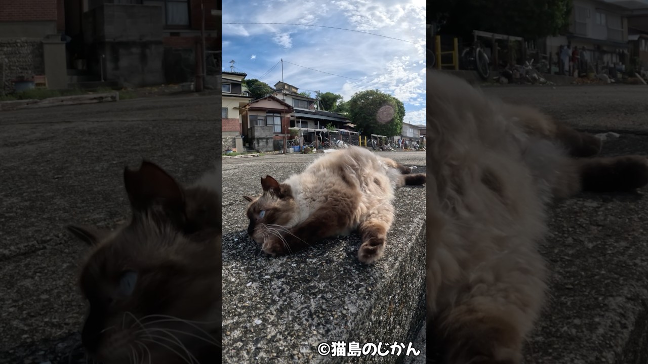 もふシャム #shorts #short #猫 #cat #cats #ねこ #ネコ