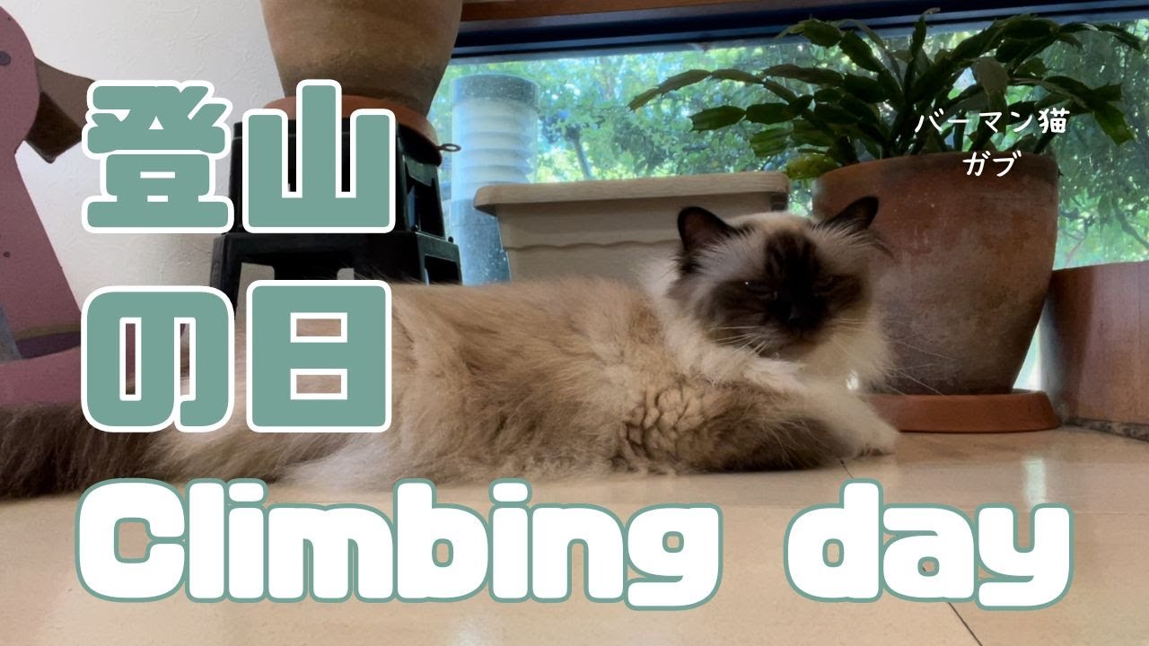 バーマン猫ガブ【登山の日】Climbing day（バーマン猫）Birman/Cat