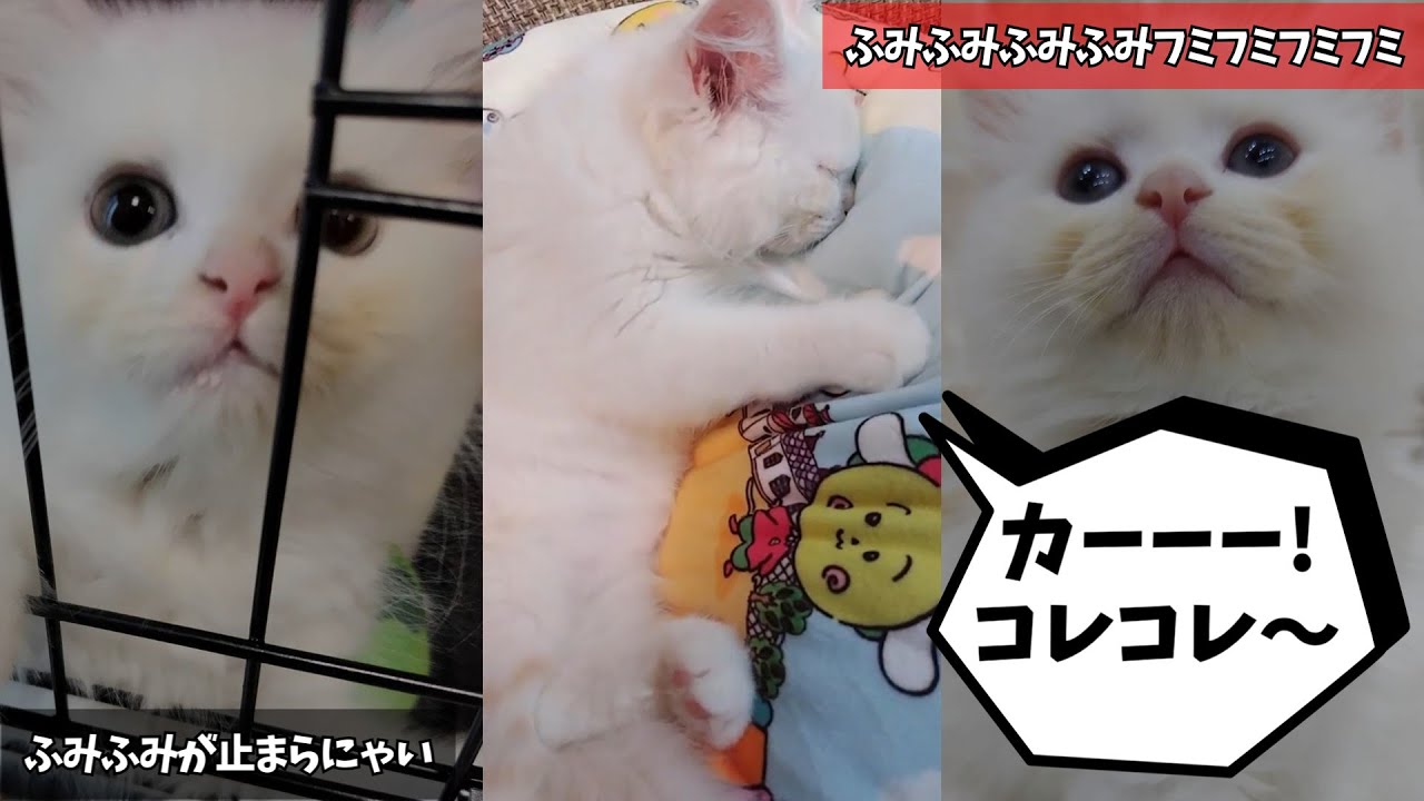 【らいち君】日々の成長の記録～その5～