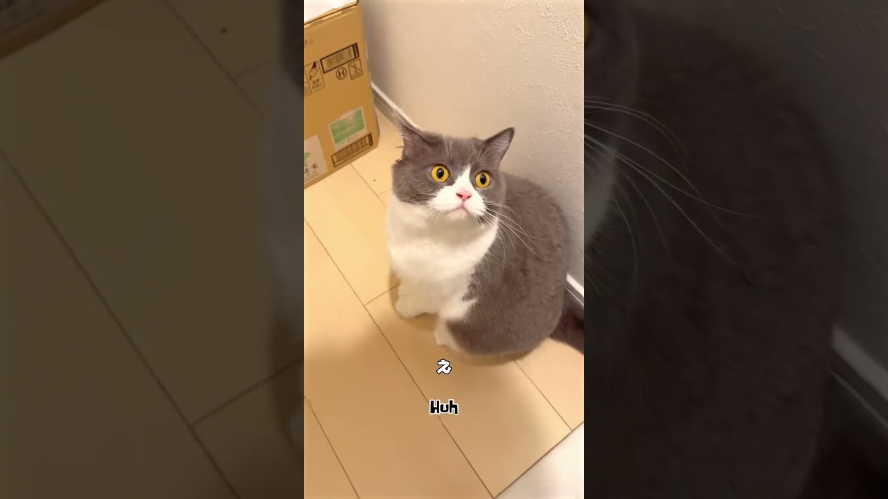 【日本一美猫の日常🐈‍⬛】感動はどこ？#お出迎え  #お出迎え猫 #お出迎えニャンコ #猫 #かわいい #ブリティッシュショートヘアー #cat #cutecat #kittycat