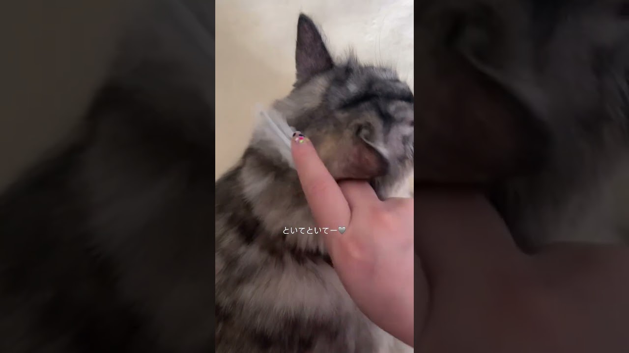 【猫の日常】もっととくニャ！ #猫#ねこ#cat#マンチカン#癒し