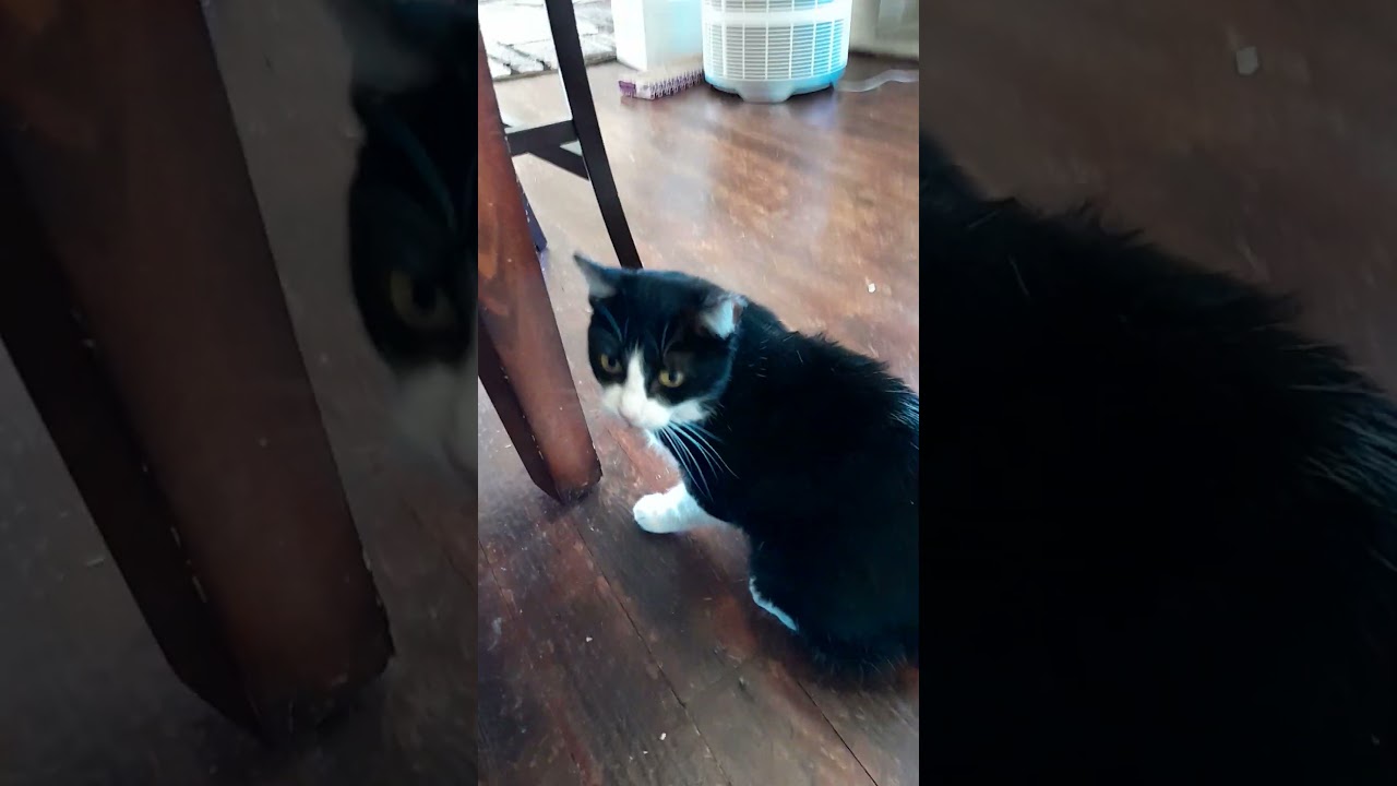 Button Manx Super cute Pets 101 #manxcat #manx #cats #comedy #cat #cute cat