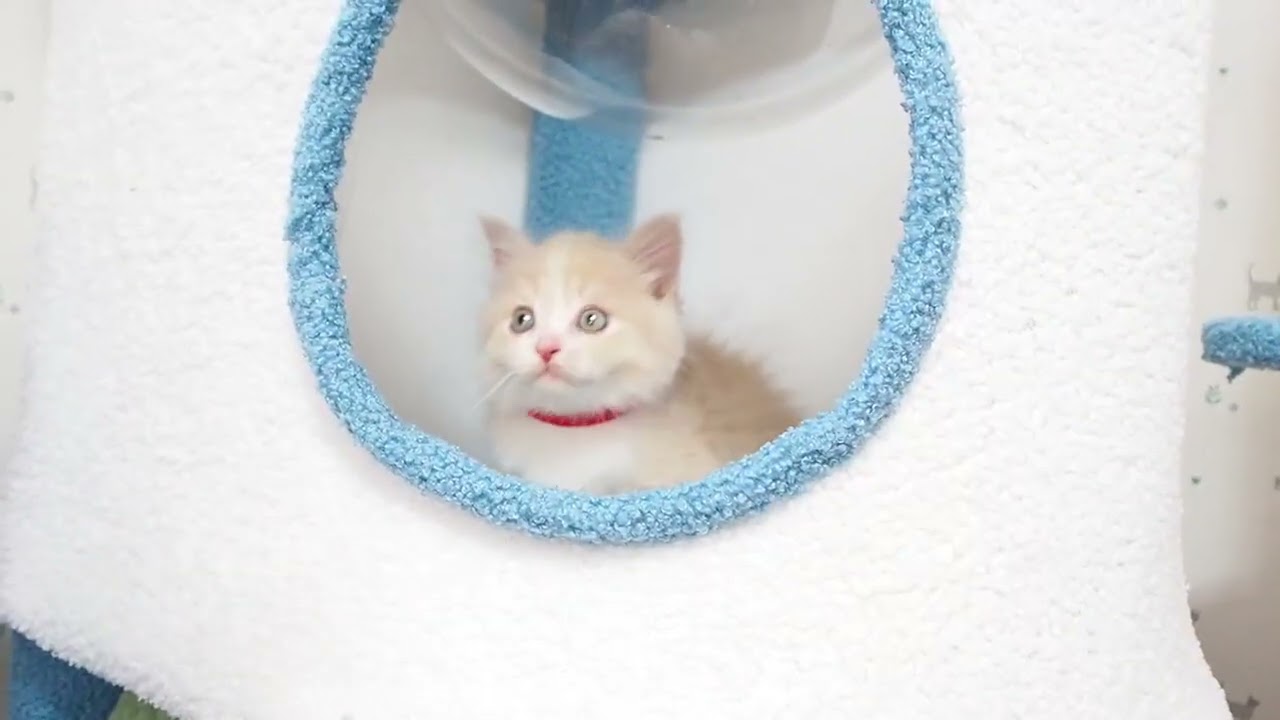 マンチカン ハチワレの綺麗な子　クリーム&ホワイト（ロングヘアー）