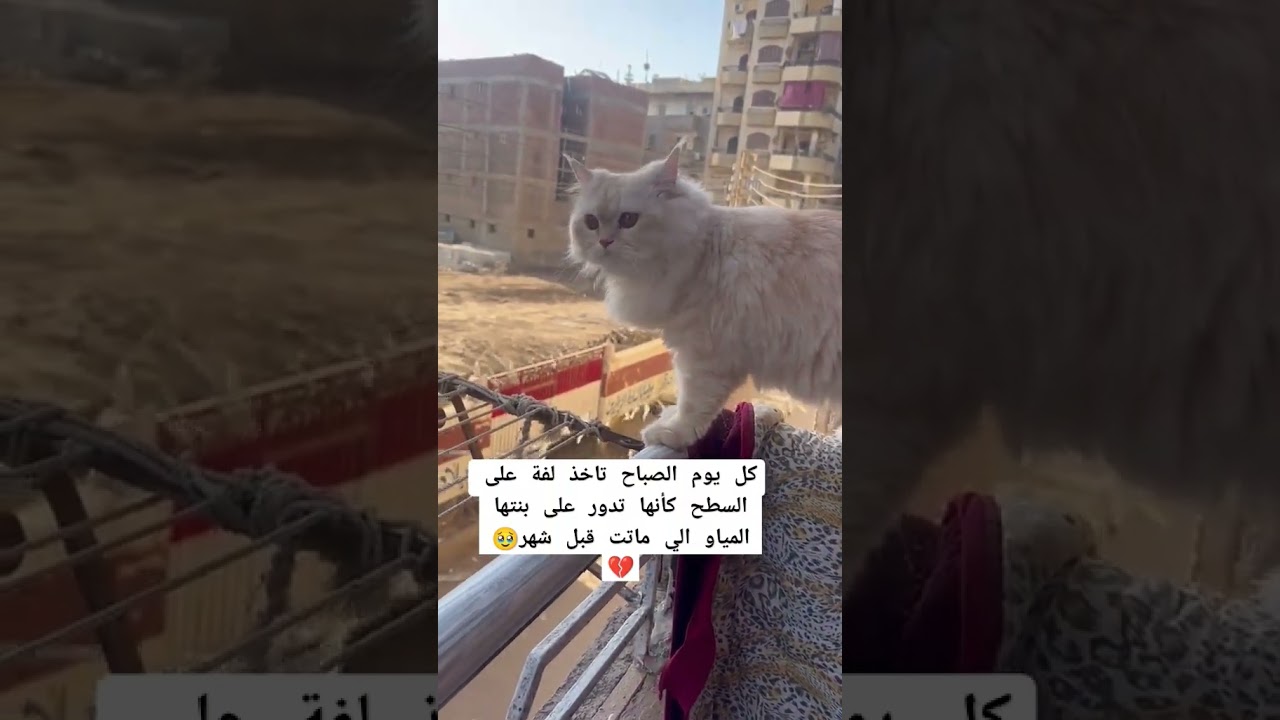 كل يوم الصباح تاخذ لفة على السطح كأنها تدور على بنتها الي ماتت قبل شهر 💔🥹#cat #اكسبلور