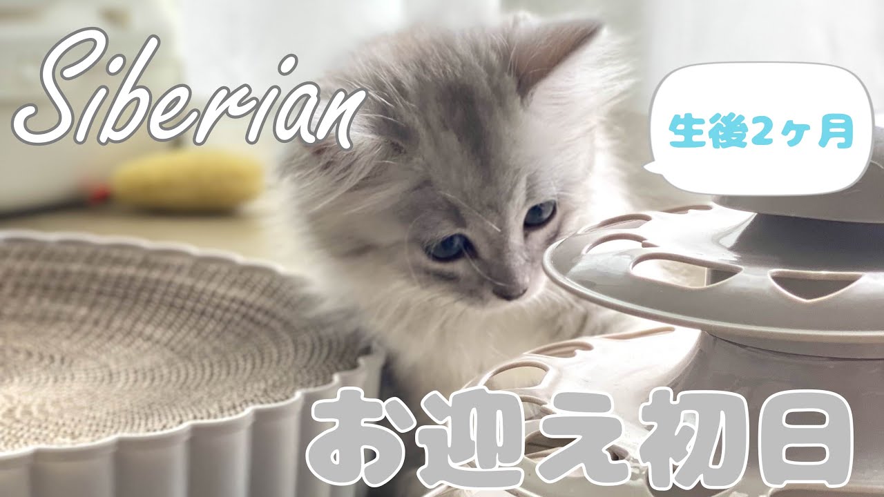 お迎え初日の子猫がかわいすぎました【サイベリアン】first day siberian kitten