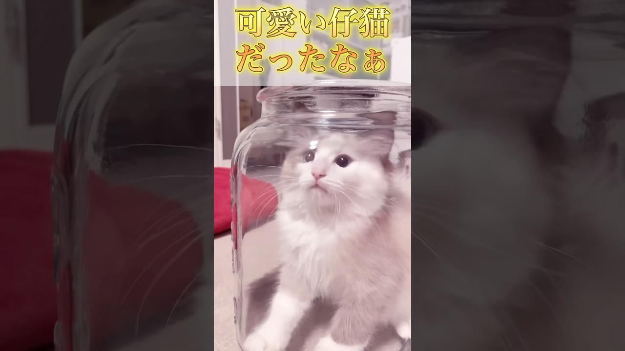 【猫動画】ちゃんとnice looking guyや😈#shorts #猫#ラグドール #成長