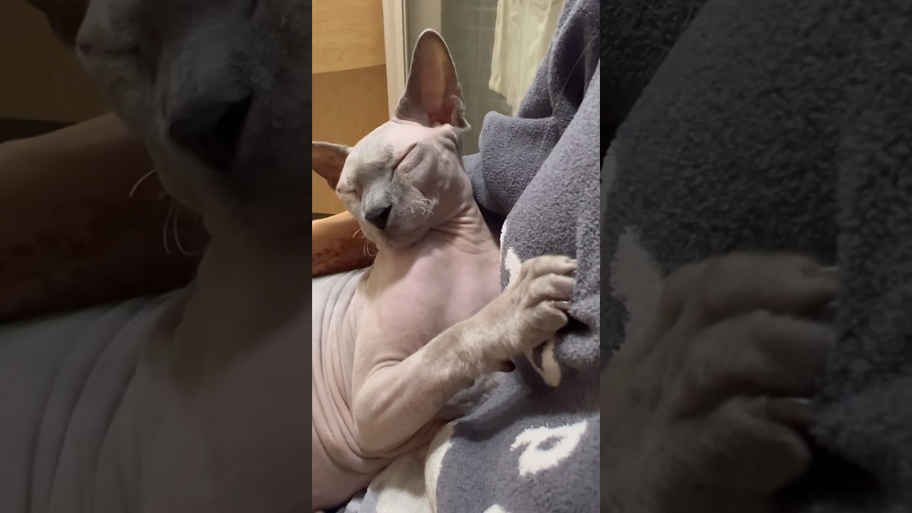 ママに甘えてしがみつく毛のない猫【スフィンクス猫】