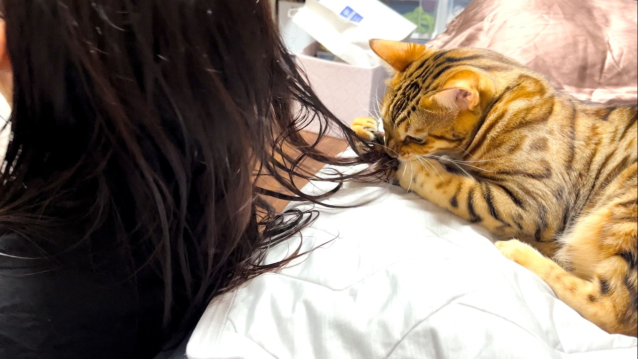 揺れてる髪の毛をむしゃぁ！するベンガル猫