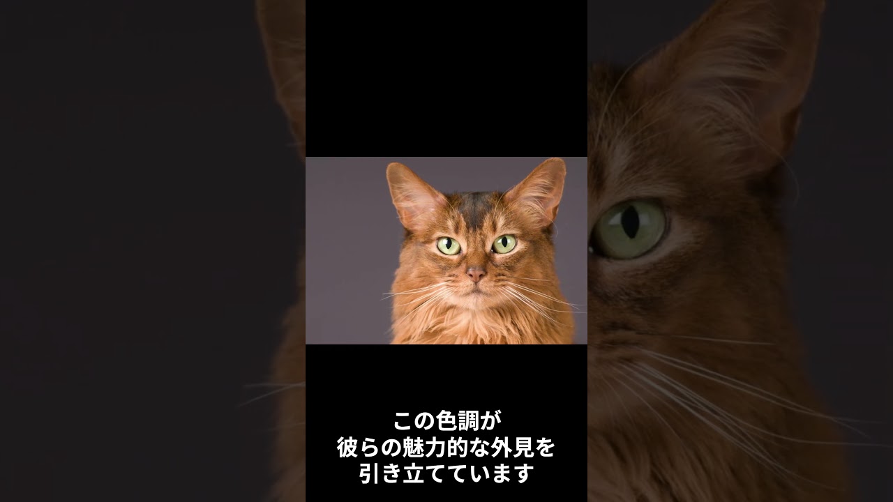 ソマリの特徴5選　#shorts #cat #animals #somali