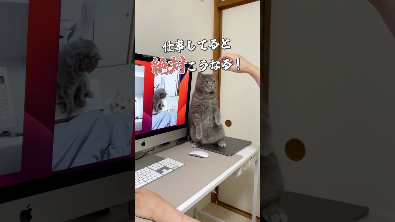 #cat #猫 #ねこ #猫動画 #猫あるある #ネコ #猫好きさんと繋がりたい #スコティッシュフォール #猫のいる暮らし #ブリティッシュショートヘア