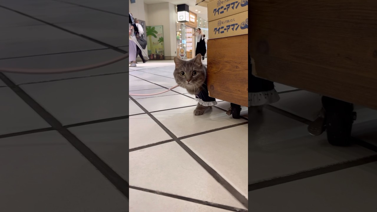 ひょっこり出てきた猫が可愛すぎた...#shorts #猫 #マンチカン