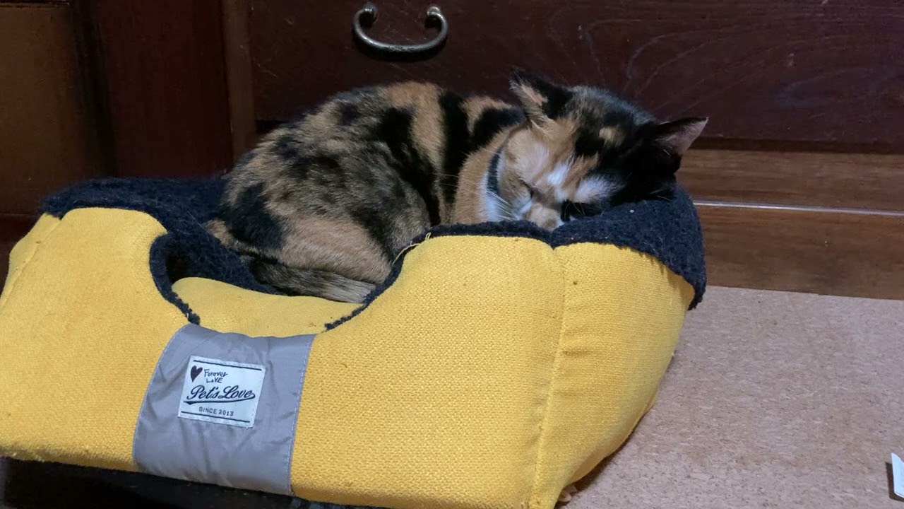 【猫活報告20日目】 9月の家計簿と里親募集のやり方について