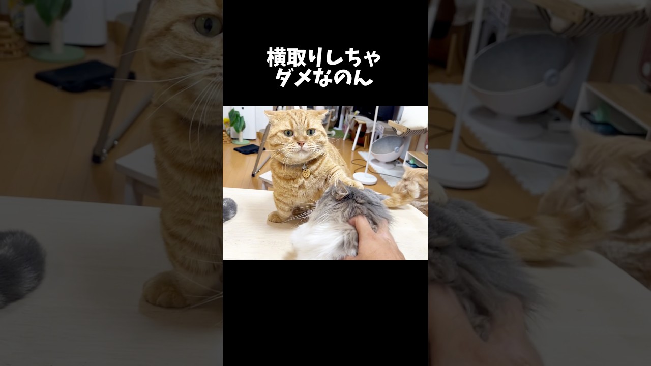 世界一ぎこちない頭ぽんぽん #猫 #マンチカン #shorts