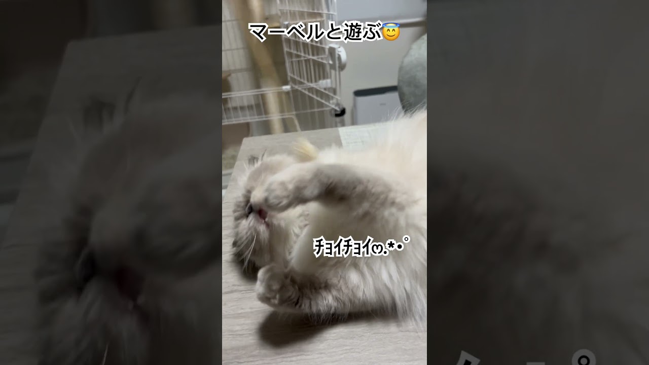 猫じゃらし大好きなヒマラヤンのマーベル🐈🐾 #shorts #cat #cute #catlover #ねこのいる暮らし
