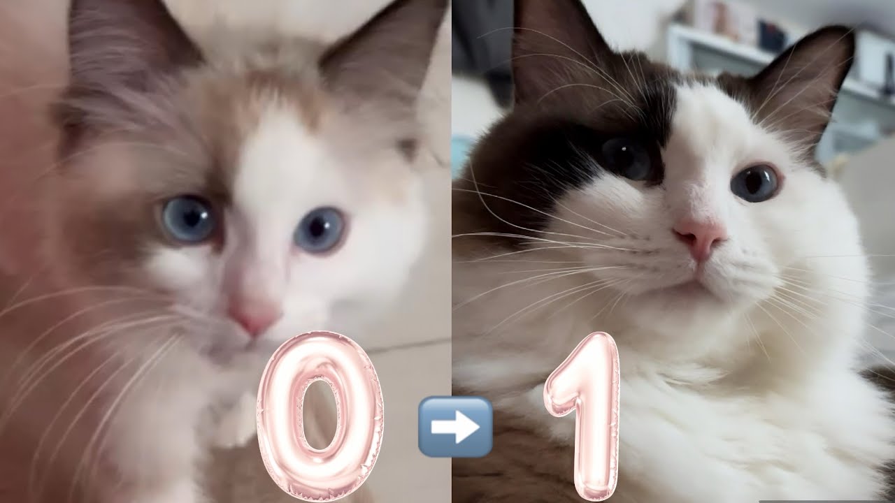 【感泣】諦めかけてたハチワレになる気配をヒシヒシ感じさせるデカ猫【ラグドール】😈