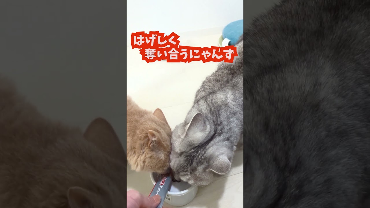 【ぽっちゃん家】ぼくにも～💦　vol.67 #猫   #cat #animals #shorts