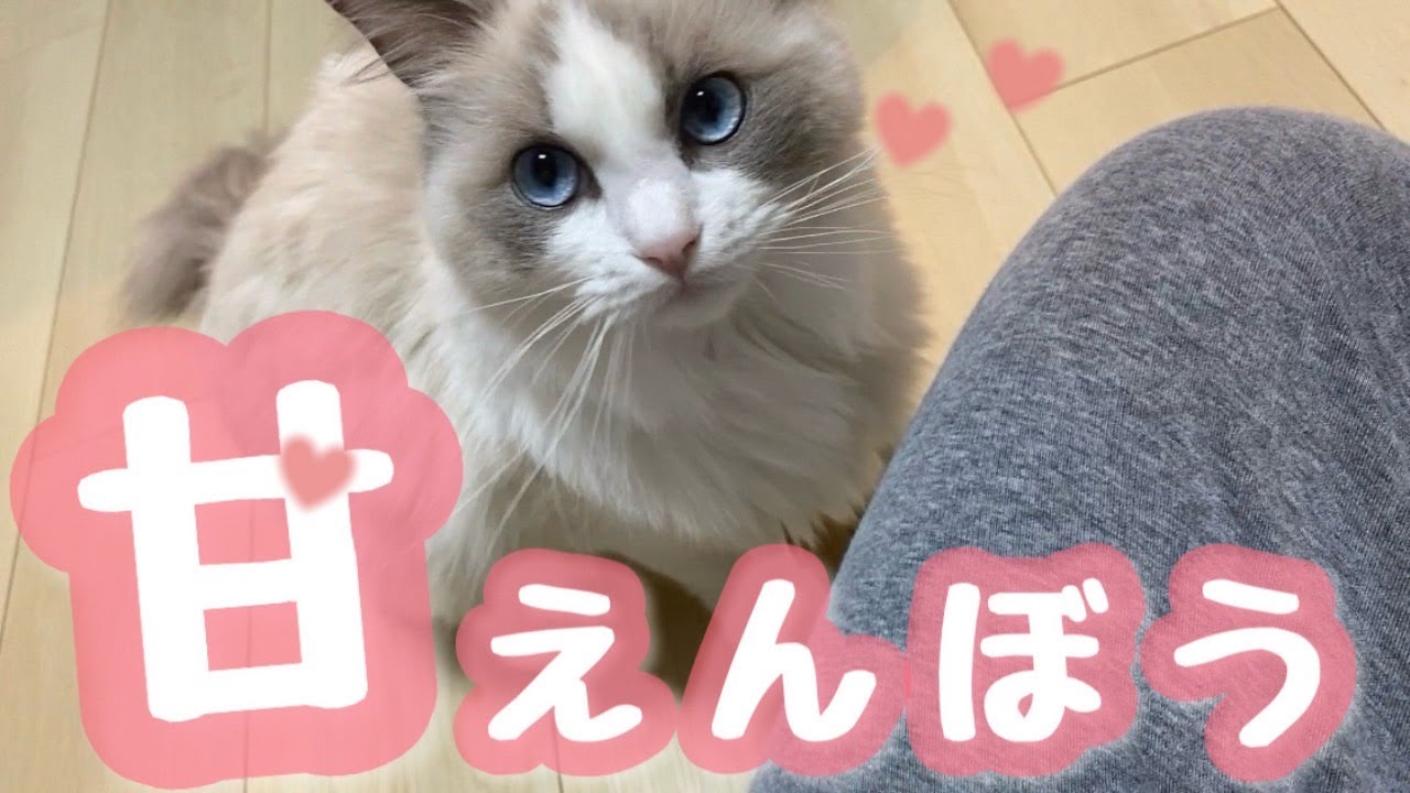 珍しく、子猫のラグドールがすごく甘える映像がこちら