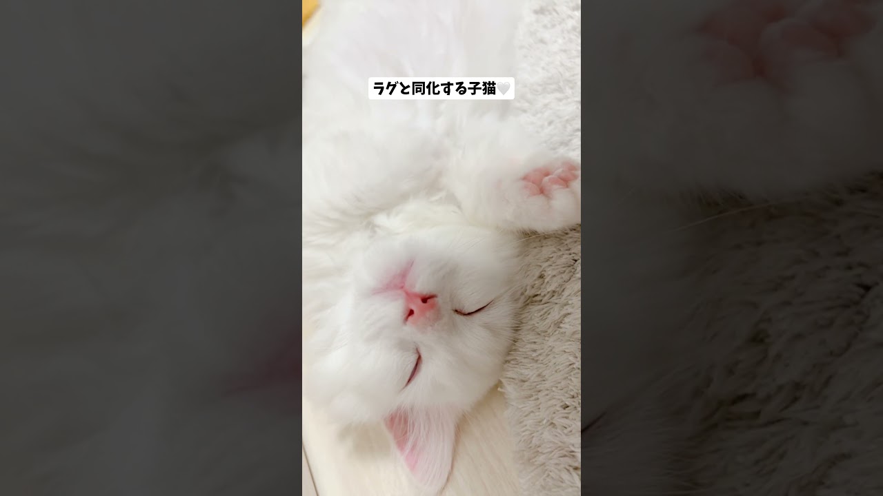 🔺短足マンチカンごはんくんの動画は上のリンクから🔺　#ねこ #猫 #子猫 #cat #cute