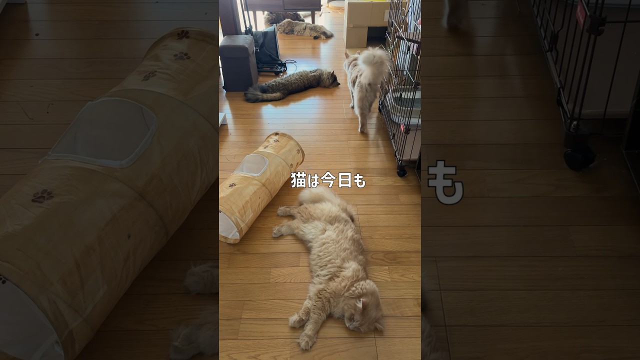 猫は毎日休日【サイベリアン・多頭飼い】 #shorts #サイベリアン #猫