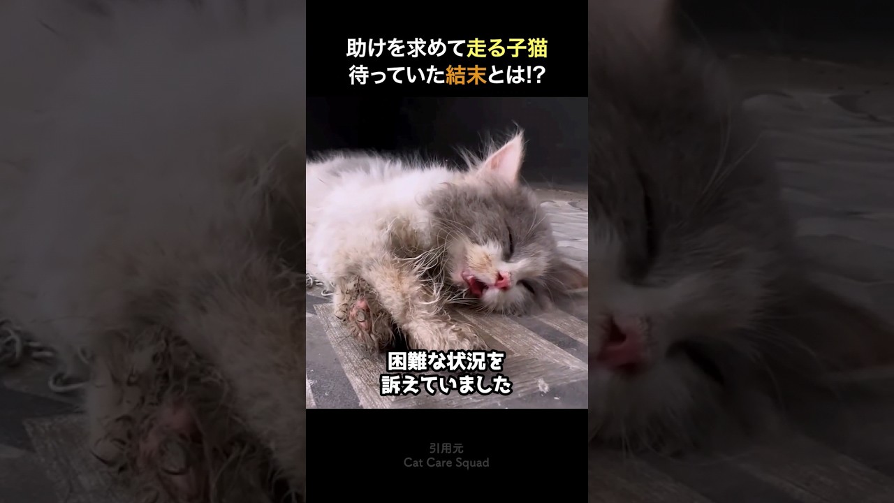 助けを求めて走り回る子猫