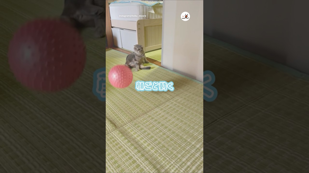 ボールを見ると顔が動いてしまう猫さん｜PECO #スコティッシュフォールド #猫 #愛猫家 #猫のいる暮らし  #scottishfold #cat #catlover #catlife
