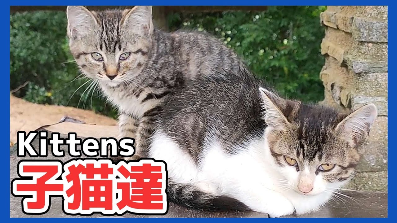 雨宿りする子猫達と猫団子【野良猫 地域猫】Kittens sheltering from the rain.[Stray cat]