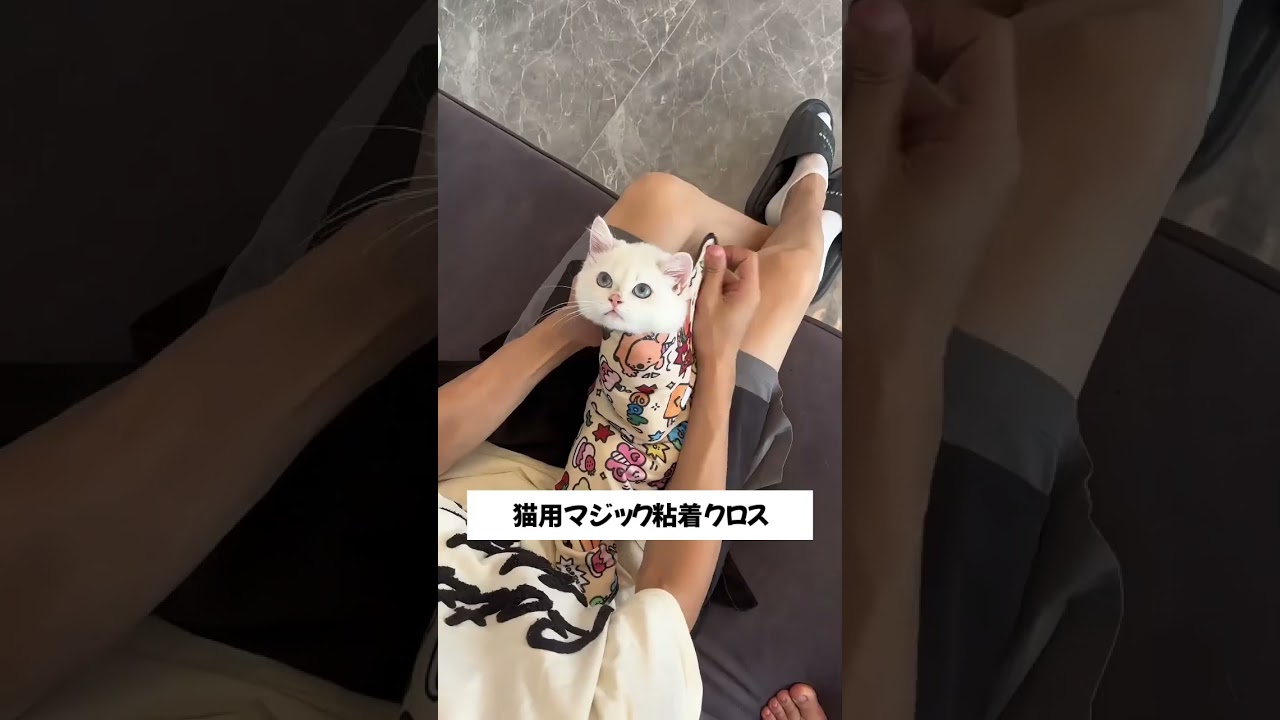 🐱子猫はいとも簡単に包まれてしまった！ #giipet #ペット用品 #cat #petテープ #pet博 #pets #おすすめ #柴犬 #犬用おもちゃ #cute