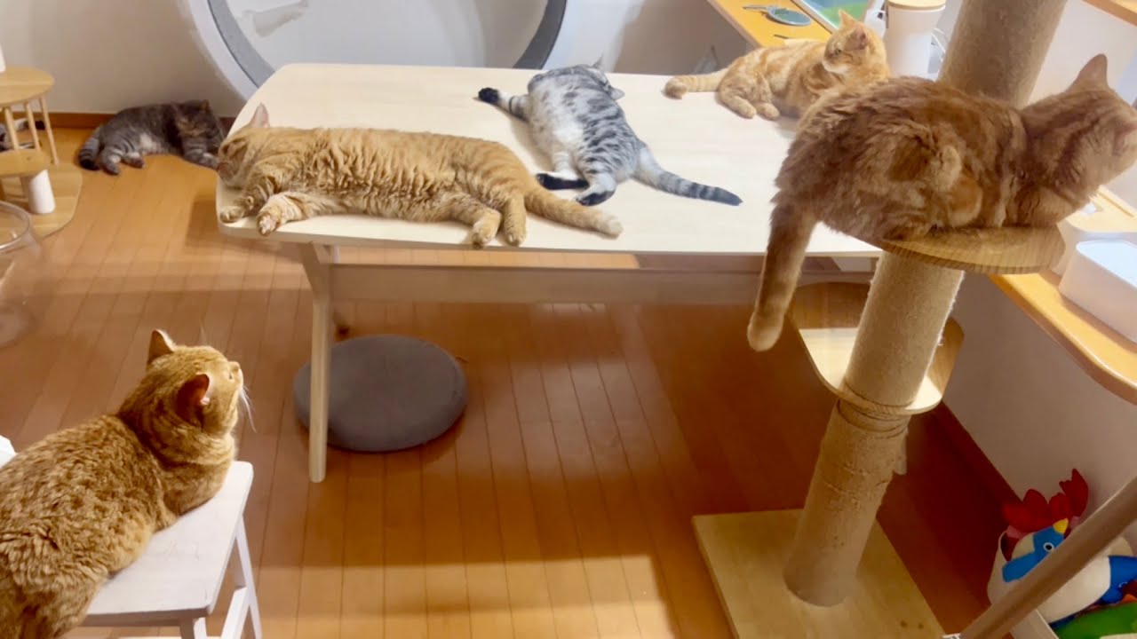マンチカン包囲網によって封印されたボス