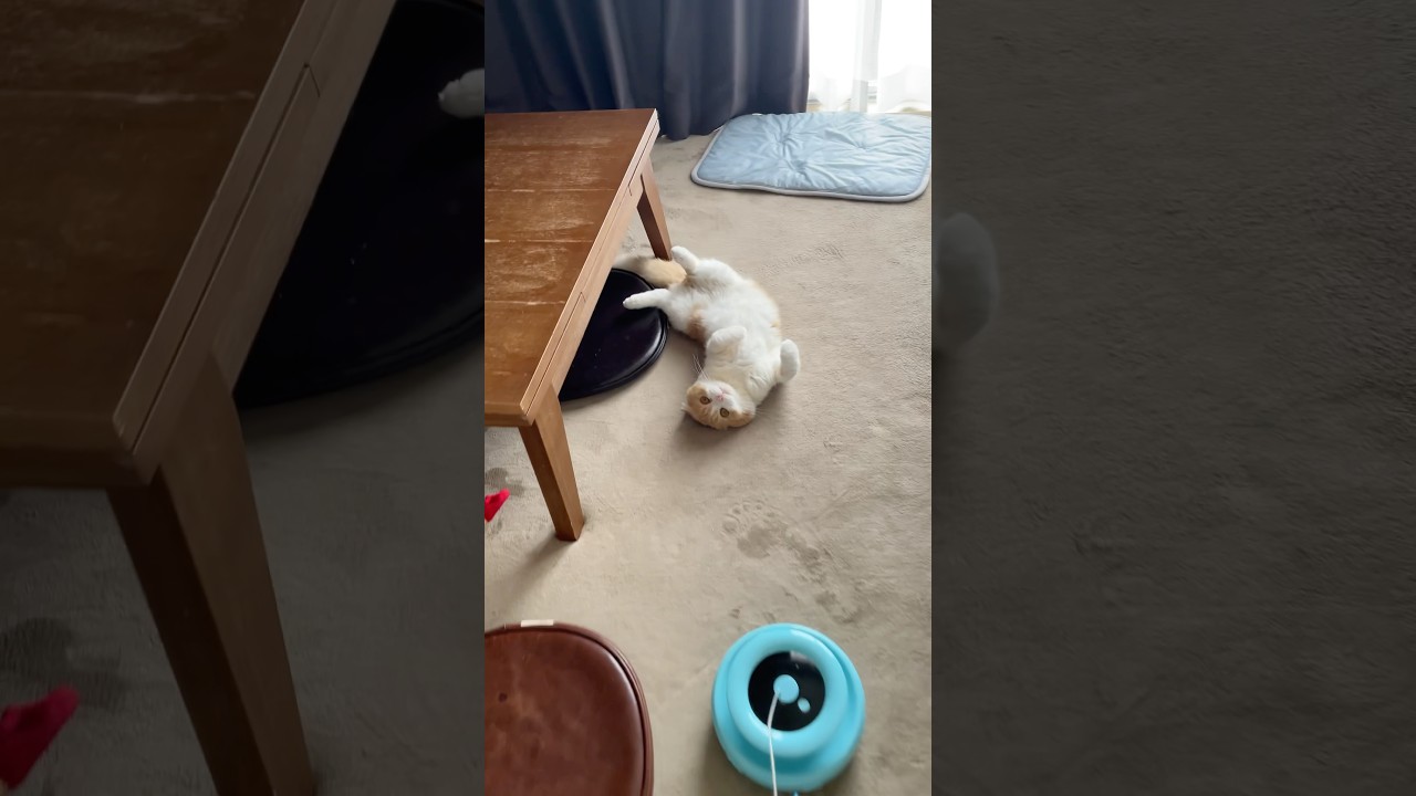 こんなお迎えどうですか？🤭♡ #cat #猫のいる暮らし #スコティッシュフォールド #猫のいる生活 #ねこ