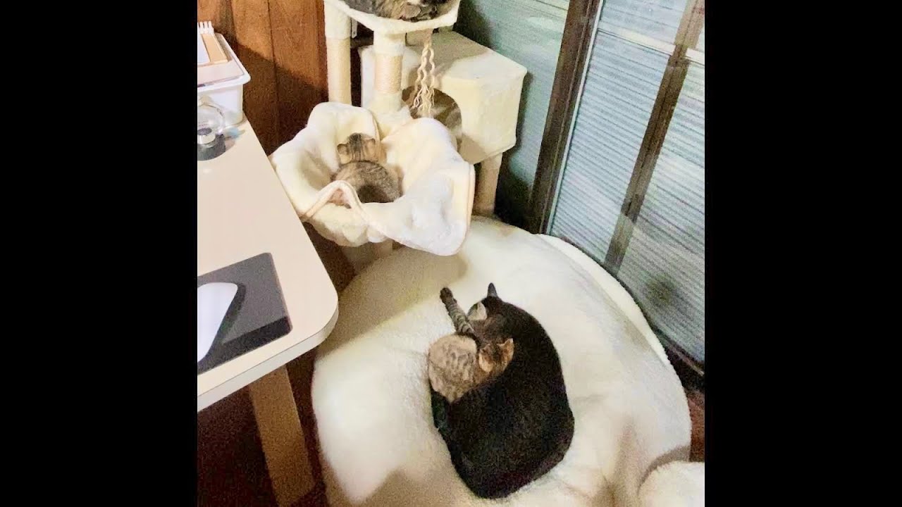 うちの猫5匹がギュッと集合したキャットタワーがかわいい　＃shorts